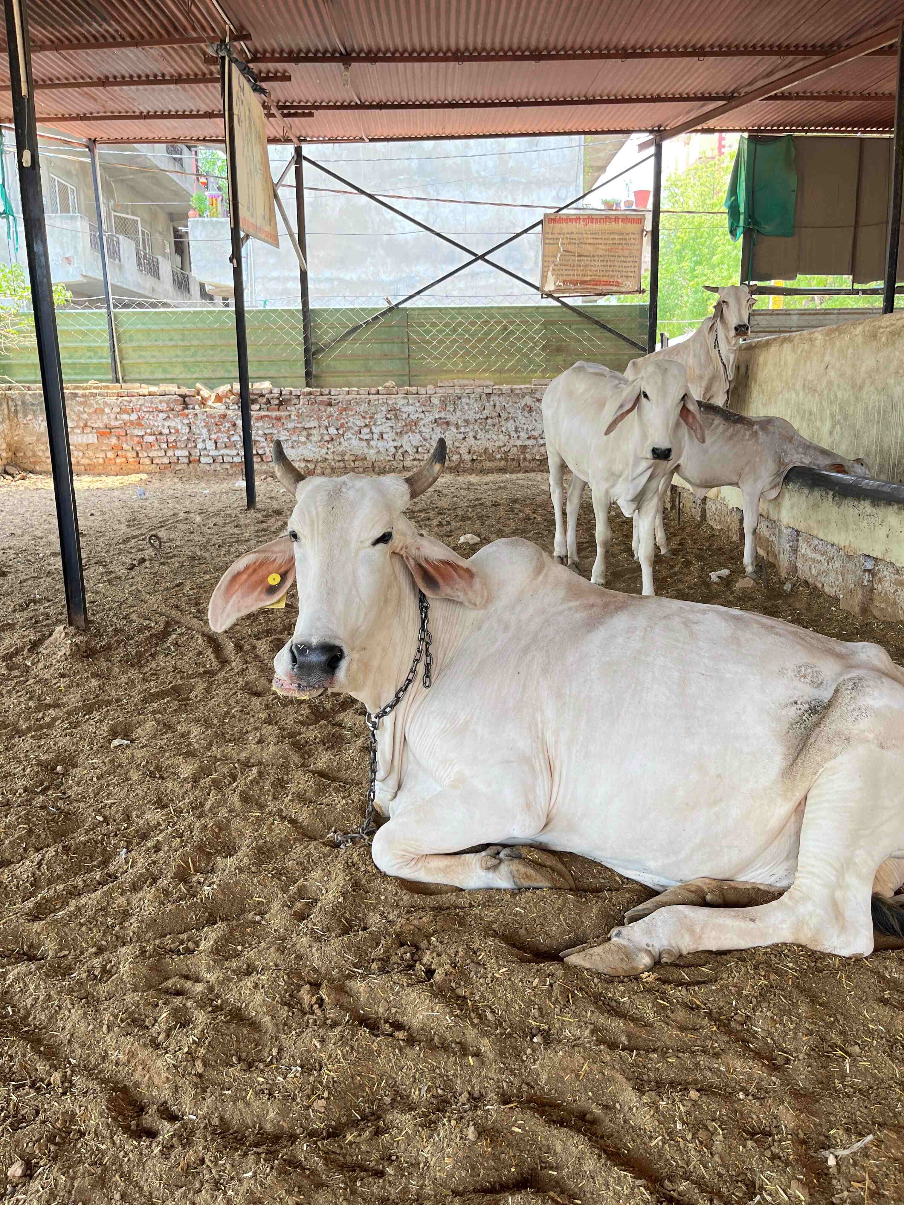 Gau Seva – Serve, Protect & Nourish the Cows